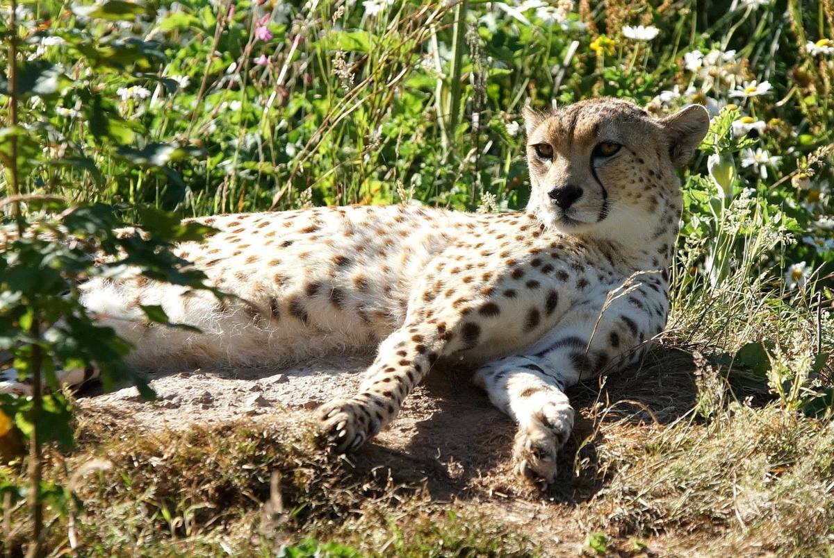 Zoo Dartmoor Zoological Park Lets Go Out