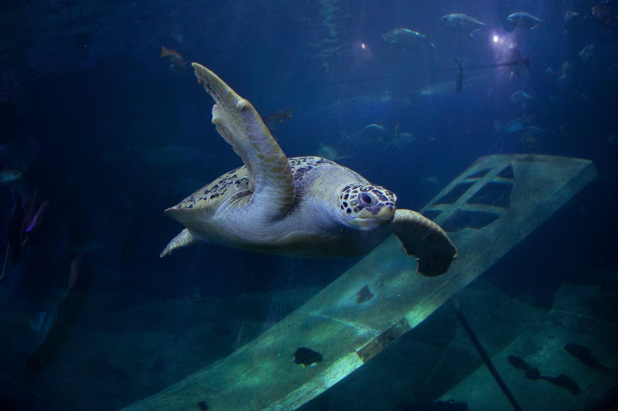 The Best Aquariums in the UK Lets Go Out