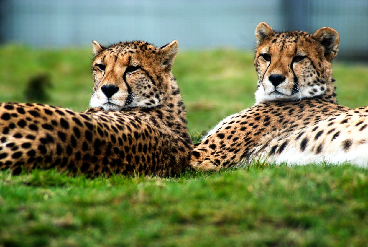 Best Zoos in the UK Lets Go Out